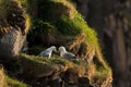 Northern fulmar, fulmarus glacialis, Faroe island Royalty Free Stock Photo
