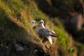 Northern fulmar, fulmarus glacialis, Faroe island Royalty Free Stock Photo