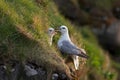 Northern fulmar, fulmarus glacialis, Faroe island Royalty Free Stock Photo