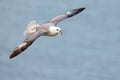 Northern Fulmar - Fulmarus glacialis in flight.