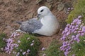 The Northern Fulmar, Fulmarus glacialis nesting female Royalty Free Stock Photo