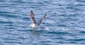 Northern Fulmar - Fulmarus glacialis