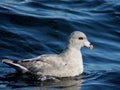 Northern Fulmar - Fulmarus glacialis