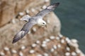 Northern Fulmar - Fulmarus glacialis soaring along the cliff face.