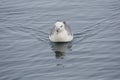 Northern fulmar Fulmarus glacialis on the surface on the water