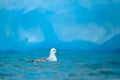 Northern Fulmar, Fulmarus glacialis, white bird in the blue water, dark blue ice in the background, animal in the Arctic nature ha