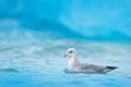 Northern Fulmar, Fulmarus glacialis, white bird in the blue water, dark blue ice in the background, animal in the Arctic nature