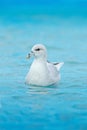 Northern Fulmar, Fulmarus glacialis, white bird in the blue water, ice in the background, Svalbard, Norway Royalty Free Stock Photo