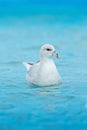 Northern Fulmar, Fulmarus glacialis, white bird in the blue water, ice in the background, Svalbard, Norway