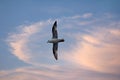 Northern fulmar Royalty Free Stock Photo