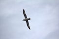 Northern fulmar Royalty Free Stock Photo