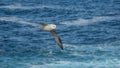 Northern fulmar, Fulmarus glacialis. Deerness, Orkney, Scotland