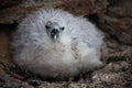 Northern Fulmar, Fulmarus glacialis young chick Royalty Free Stock Photo