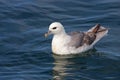 Northern fulmar, Iceland, Atlantic Ocean Royalty Free Stock Photo