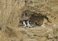 Northern Fulmar pair on chalk cliff Royalty Free Stock Photo