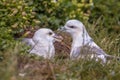 Northern fulmar pair Royalty Free Stock Photo