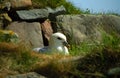 Northern fulmar, Shetland Royalty Free Stock Photo