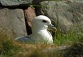 Northern fulmar, Shetland Royalty Free Stock Photo