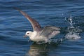 Northern fulmar take-off, Iceland, Atlantic Ocean Royalty Free Stock Photo