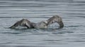 Northern Fulmar taking a bath in Scoresby Sund, East Greenland