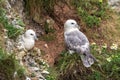 Northern Fulmars - Fulmarus glacialis at their nest site.