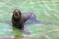 Northern fur seal Royalty Free Stock Photo