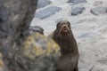 Northern fur seal Royalty Free Stock Photo