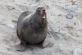Northern fur seal Royalty Free Stock Photo
