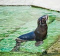 Northern fur seal (Callorhinus ursinus) Royalty Free Stock Photo