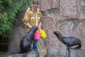 Northern fur seal Callorhinus ursinus in the Moscow Zoo Royalty Free Stock Photo