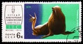 Northern Fur Seal (Callorhinus ursinus), 1st International Theriological Congress (ITC) serie, circa 1974 Royalty Free Stock Photo