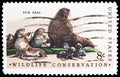 Northern Fur Seal Callorhinus ursinus, Wildlife Conservation Issue serie, circa 1972 Royalty Free Stock Photo