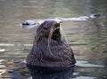 Northern fur seal marine