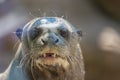 Northern fur seal, or sea cat Callorhinus ursinus pinniped mammal close up portrait Royalty Free Stock Photo