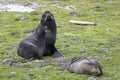 Northern fur seal sitting on the grass with their