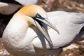 Northern Gannet Royalty Free Stock Photo