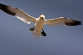 Northern Gannet