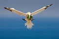 Northern Gannet Royalty Free Stock Photo