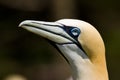 Northern Gannet Royalty Free Stock Photo