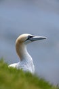 Northern Gannet Royalty Free Stock Photo