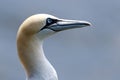 Northern Gannet Royalty Free Stock Photo