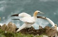 Northern Gannet Royalty Free Stock Photo