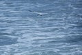 Northern gannet with black feet glides over the Delaware River.