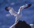 Northern gannet in breeding plumage Royalty Free Stock Photo