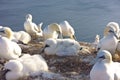 Northern gannet chicks Heligoland Helgoland Royalty Free Stock Photo