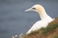 Northern Gannet on cliff with wild flowers