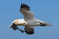 Northern gannet collecting kelp to build a nest at Helgoland Royalty Free Stock Photo