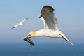 Northern gannet collecting kelp to build a nest at Helgoland Royalty Free Stock Photo