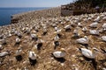 Northern Gannet Colony Royalty Free Stock Photo