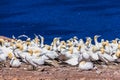 Northern Gannet Colony Royalty Free Stock Photo